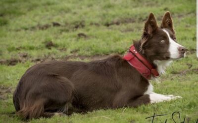 Jeff Clausen Sells Stock Dog ‘Gurdy’ for $30K Shattering a Red Bluff Record